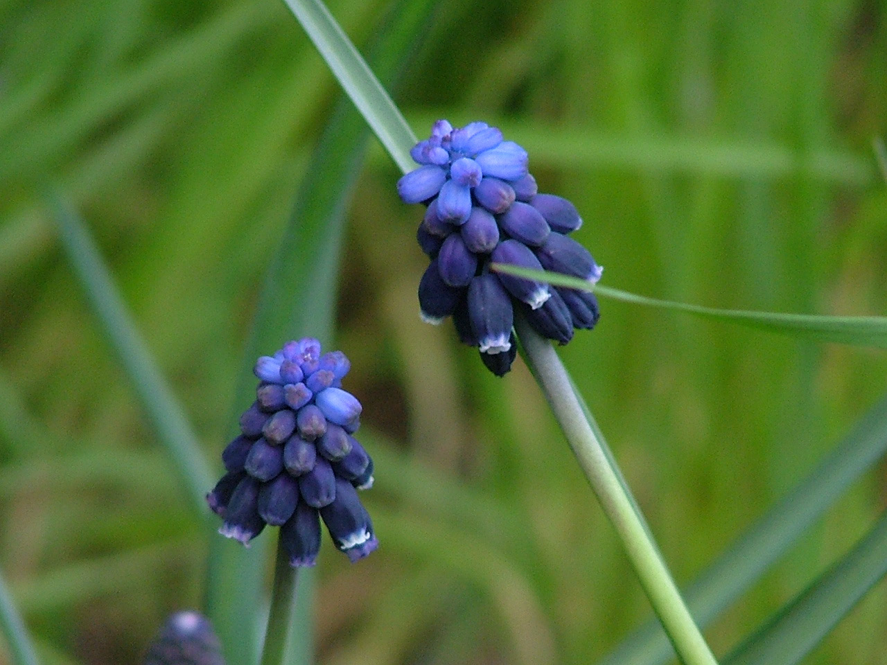 Muscari neglectumTroshyacint bestellen